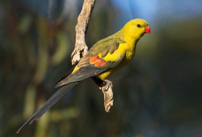 Попугай Горный (самец)